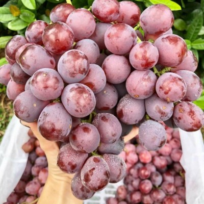 Anggur Red Globe 500 gr