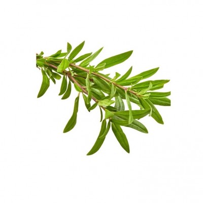 Thyme Organik 50gr